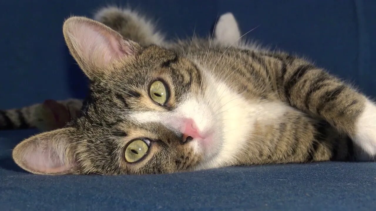 This Funny Little Cat Twists His Body