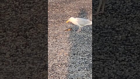 Seagull Eating fancy Pregnant blue crab breakfast!