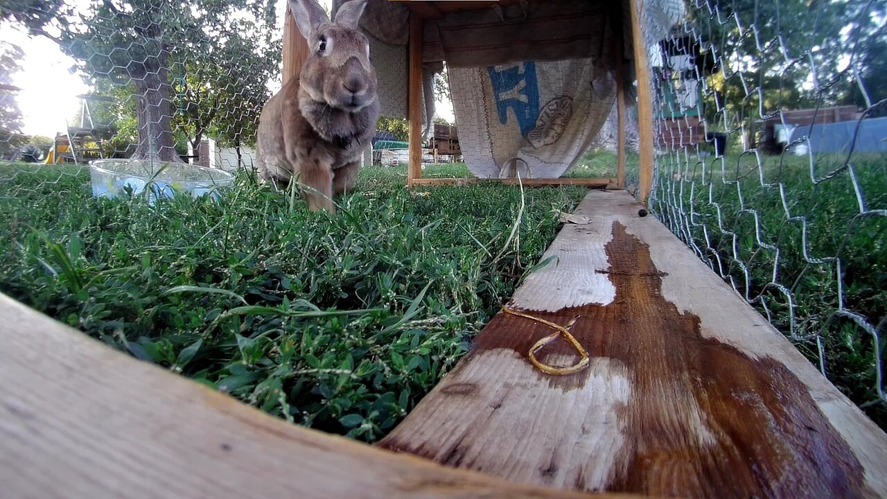 Lady the rabbit in the lawn tractor!