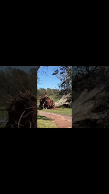 MASSIVE Tree Knocked Down by Hurricane Fiona