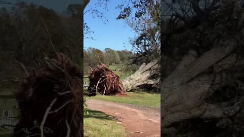 MASSIVE Tree Knocked Down by Hurricane Fiona
