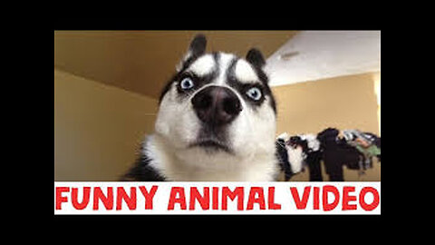 funny animals