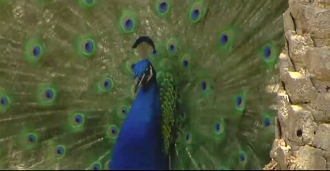 Delray Beach neighborhood wants to keep peacock population safe