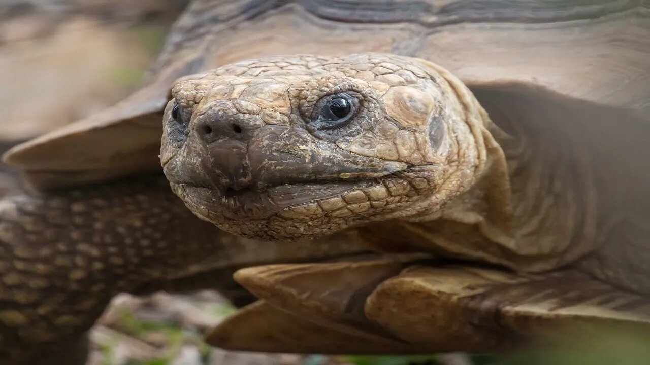 Introducing My Pet Tortoise