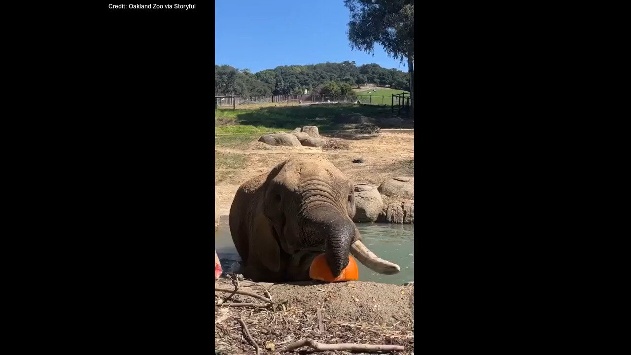 Elephant Devours Pumpkin In One Big Bite At Oakland Zoo