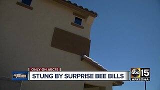 How much? Arizona moms paying hundreds for bee removals