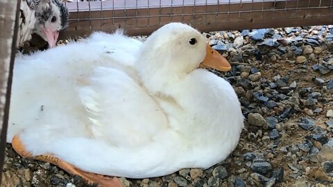 6 weeks old baby chicks and duckling arrive, the guinea fowl babies are interested in new friends