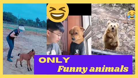 Only funny animals, Funny animals Hub, funny 😄😆🤣videos, funny animals life, 😄😆🤣funny video