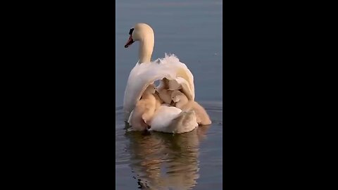 swan with barbies