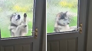 Clever Alaskan Malamute Hacks His Way Into The House