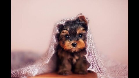 Cute 🥰 dogs 😍 and little puppy