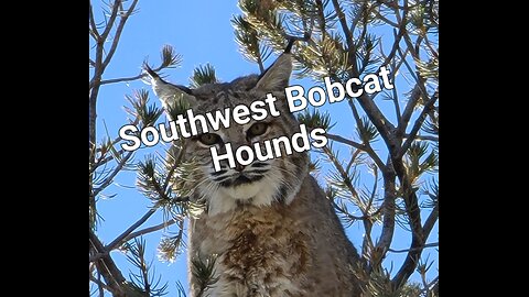 Hound Hunting Bobcats in the Southwest