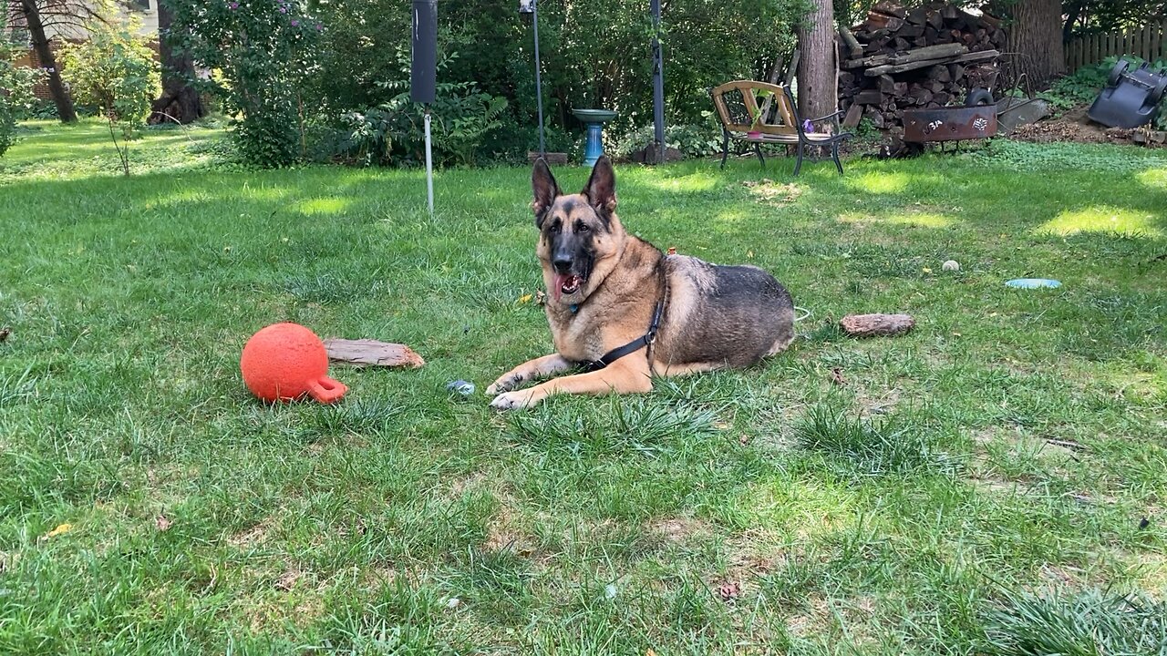 The great “Apollo” my GSD