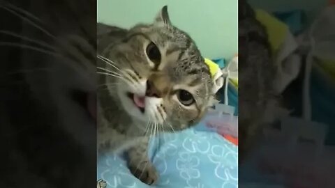 Cat Funny Reactions #catreactionshorts #catsfunnycompilation #animals