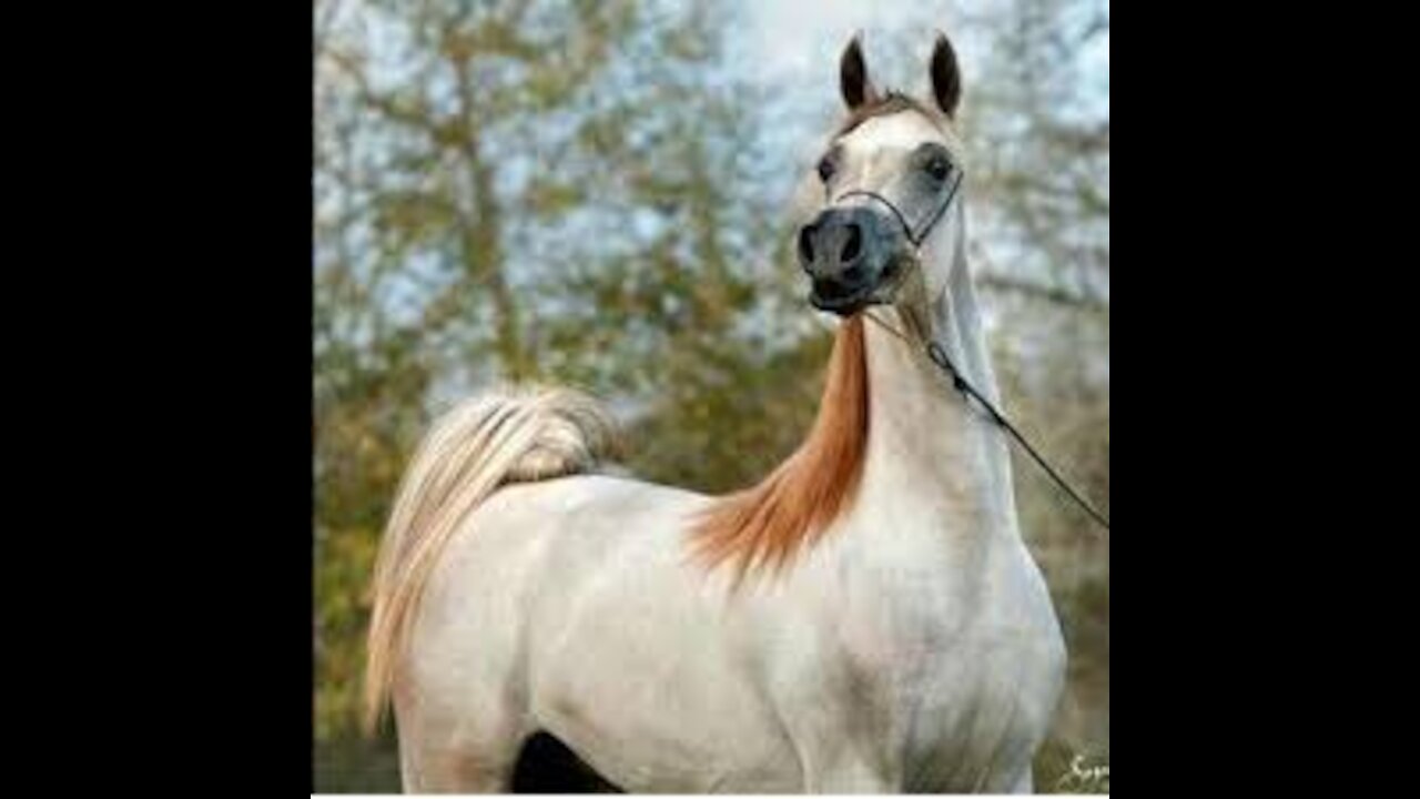 beautiful arabic horse 🐎🐎