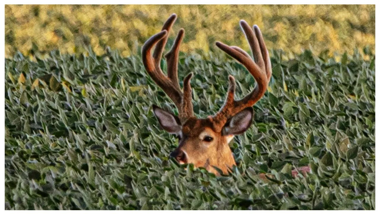 Summer Hang & Hunt! Ancient Velvet Bucks