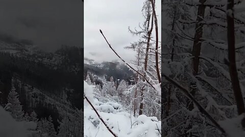 #shorts #harz #christmas #winter #schnee auf dem Weg zur Halleschen Hütte #okertal