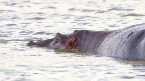 You may not have seen such a huge hippo