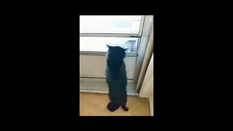 --Funniest Cats and Dogs_ --Best Animal Videos_