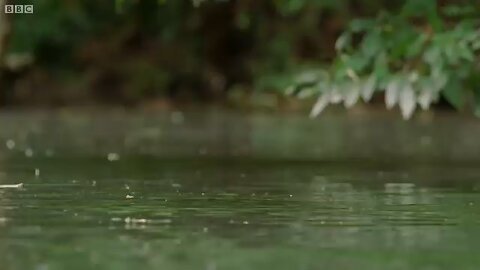 top crocodile movements crocodile 🐊 funny video 📸