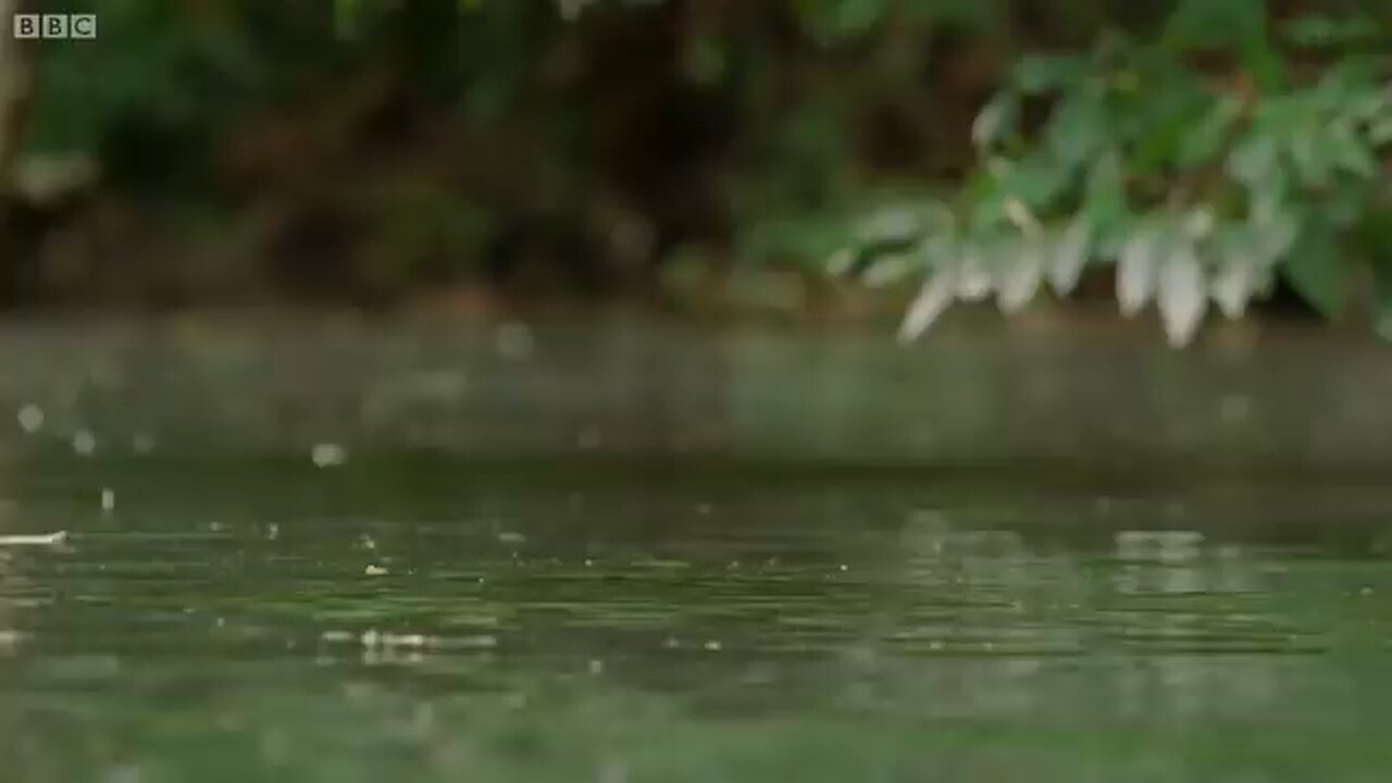 top crocodile movements crocodile 🐊 funny video 📸
