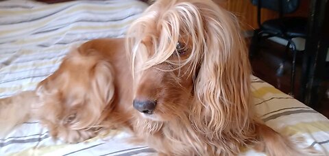 Dog, cute, Animals,