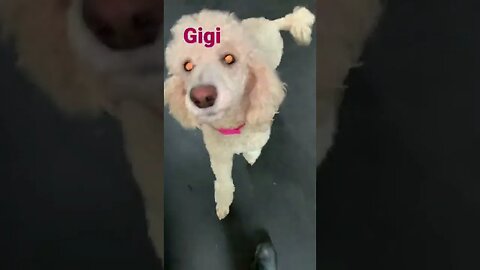 [Shorts 0053] GIGI [#dogs #doggos #doggies #puppies #dogdaycare]
