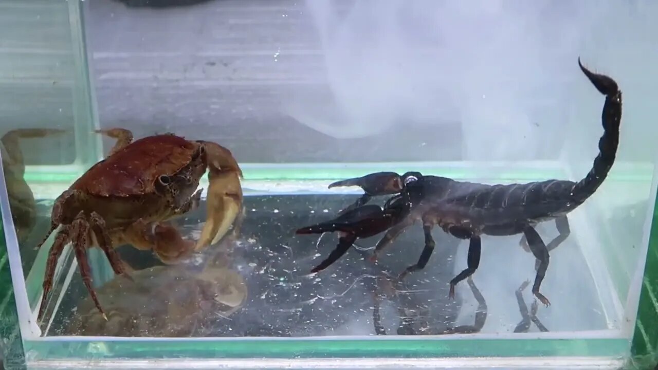 Crab vs Scorpion Underwater - Caranguejo vs Escorpião31 10