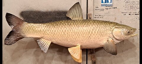 How to Mount/Paint a Grass Carp(White Amur)