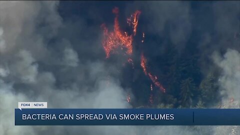 Wildfires can spread bacteria