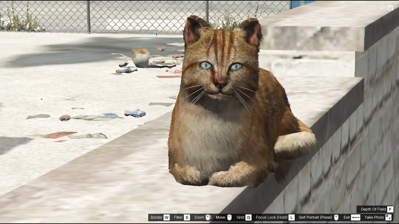 GTA 5 - Cute ginger cat - close look. Almost like a real-world cat!