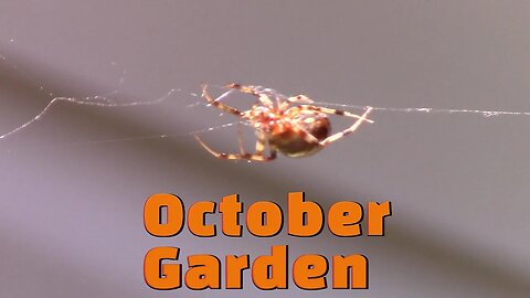 What's In My Garden October! 🍄