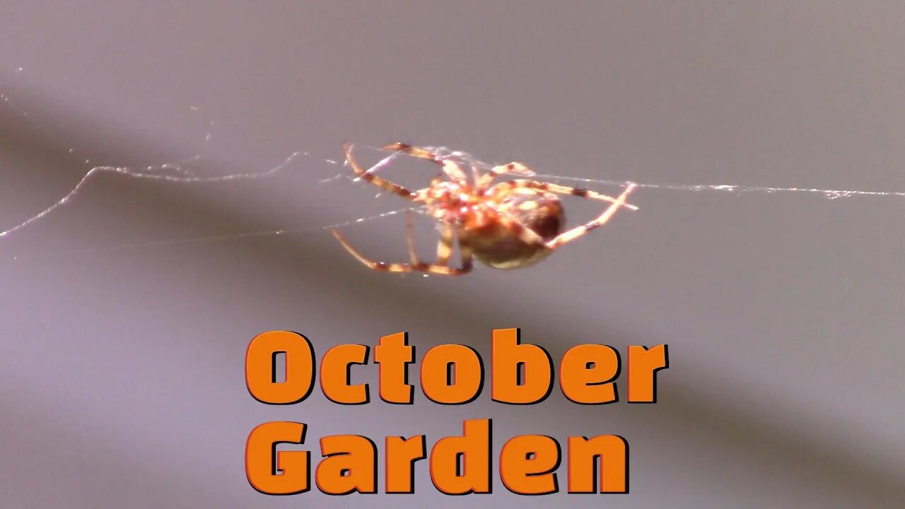 What's In My Garden October! 🍄