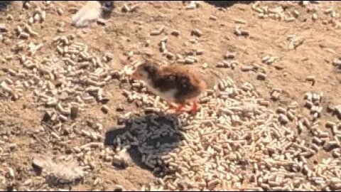 Baby keet pecks with guinea fowl flock