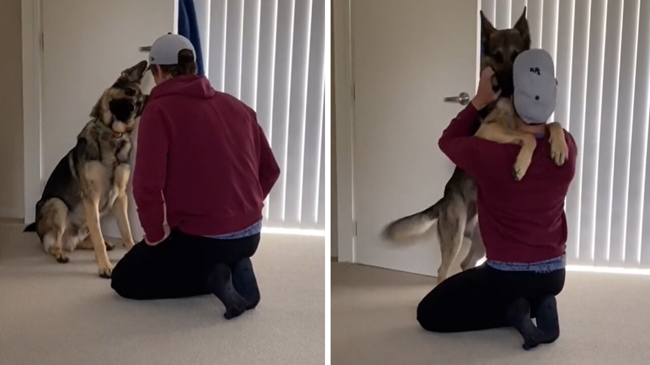 Puppy Gets Adorable Pre-walk Pep Talk From Owner