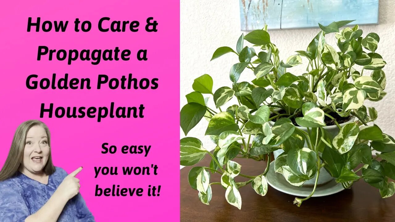 Golden Pothos Care & Propagation ~ So Easy You Won't Believe IT ~ Fill Your Home With Pothos Plants