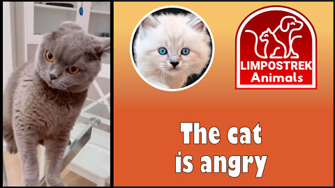 The cat is angry