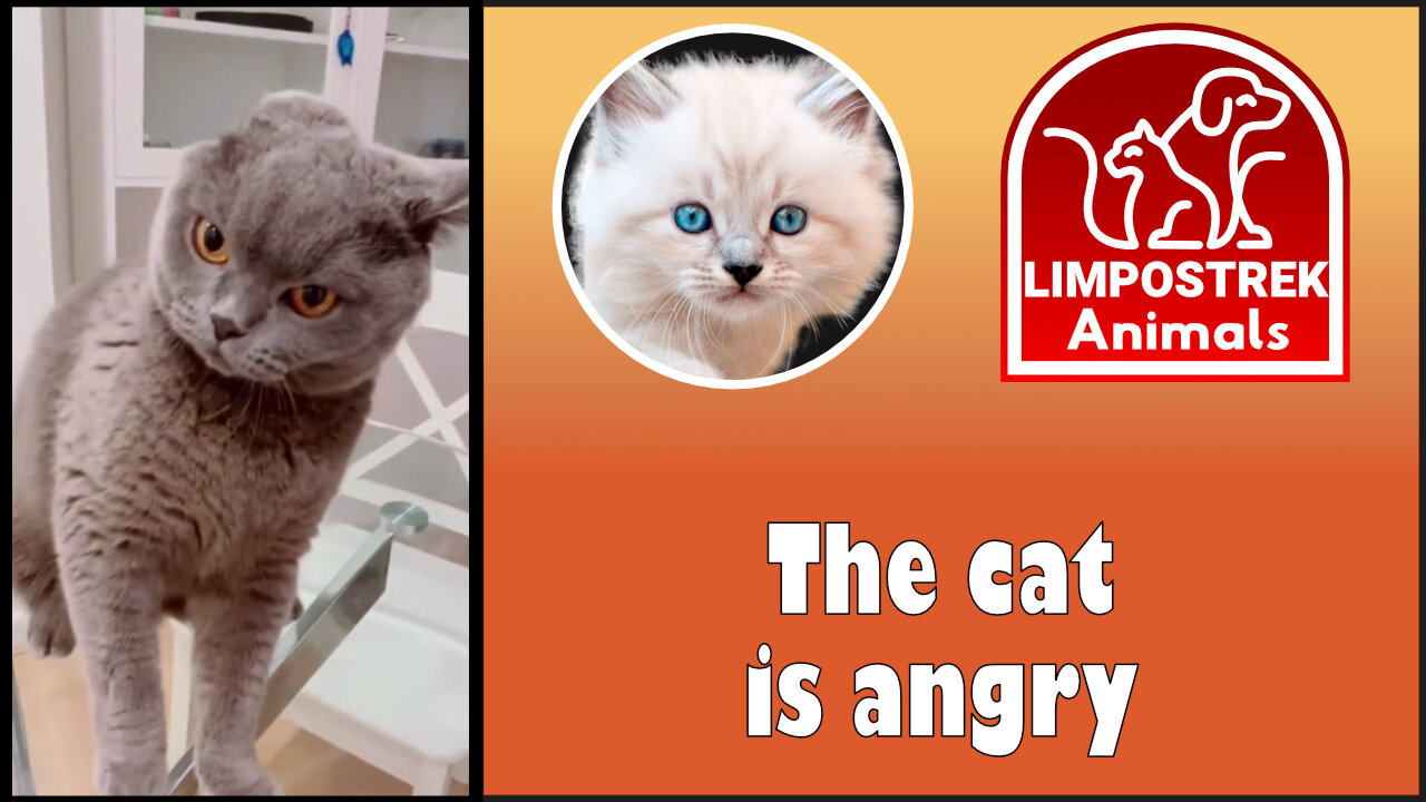 The cat is angry