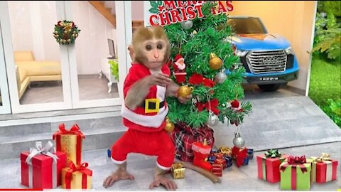 Happy Christmas, Christmas dog, Christmas monkey ki