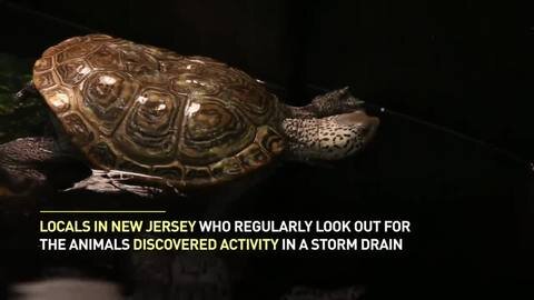 Over 800 baby terrapins pulled from storm drains get a new chance at life