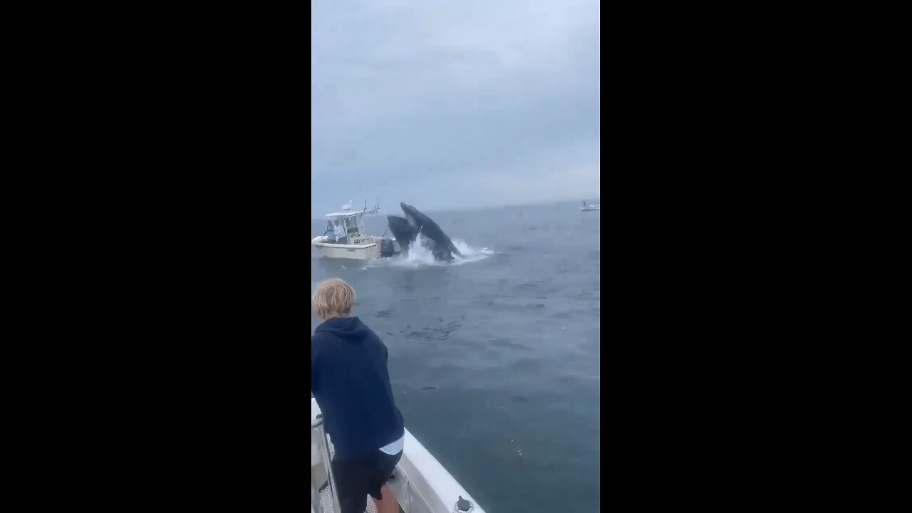 A whale collides with a boat off the coast of New Hampshire.