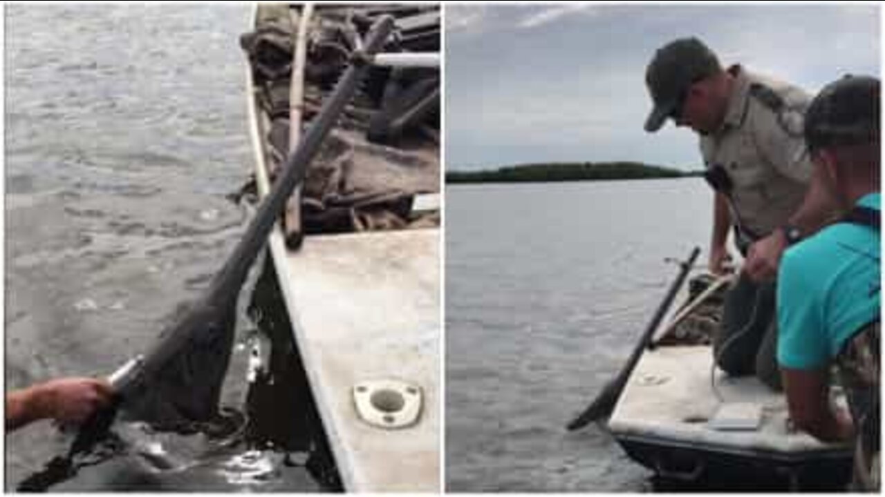 Men save a rare sawfish in the USA