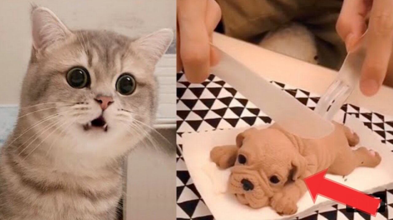 Cat Reaction Cutting Cake, funny dog cake relation complete 2022