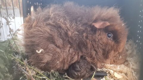 Baby Guinea piglets just born this night with their mum. Cavia babies pasgeboren net op de wereld