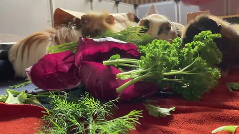 Simply Guinea pig tv