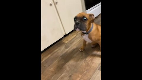 Male Boxer