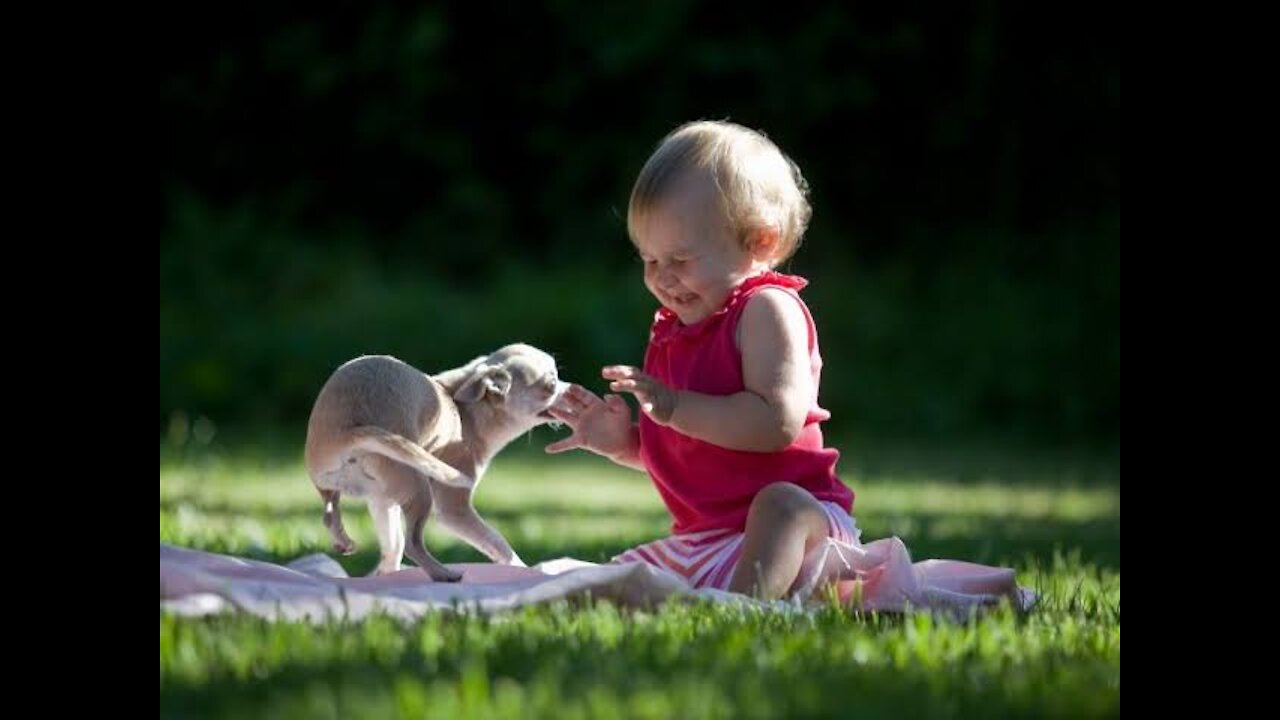 Funniest baby playing with Animals -Funny Baby playing with Dogs And Cats Videos