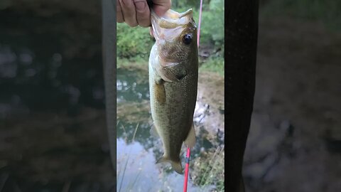 Another Copy Cat Bait Catch! #bassfishing #Temu