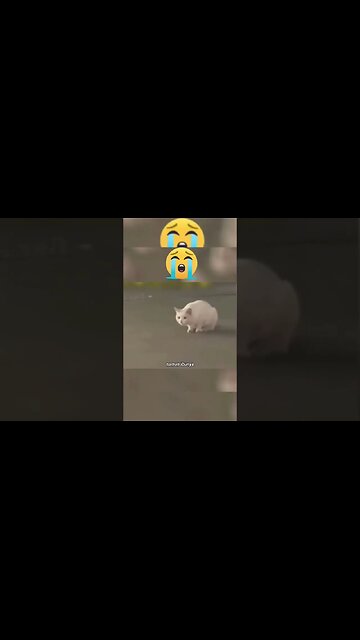 Kisah Haru Induk Kucing Melepaskan Anaknya Untuk Diadopsi Manusia #sorts #cat #catlover