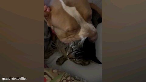 😍🤣DON'T miss THE FUNNIEST VIDEOS EVER! Funny Cats and Dogs Moment🤣👍🥰